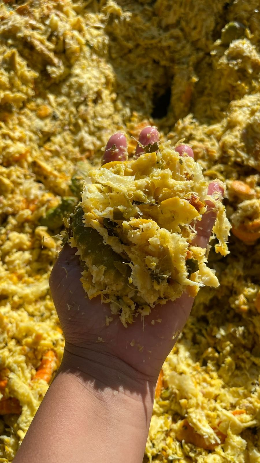 Bagaço de Laranja
